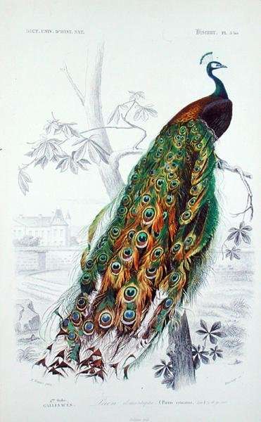 The Peacock, illustration from Le Dictionnaire dHistoire Naturelle by Charles dOrbigny, engraved by A. Fournier by Neoclassicism