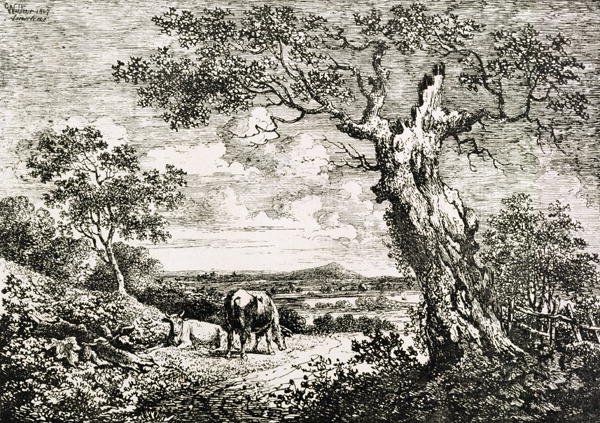 Two cows in a field