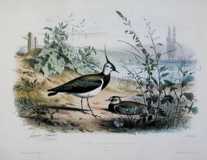 The Peacock, illustration from Le Dictionnaire dHistoire Naturelle by Charles dOrbigny, engraved by A. Fournier