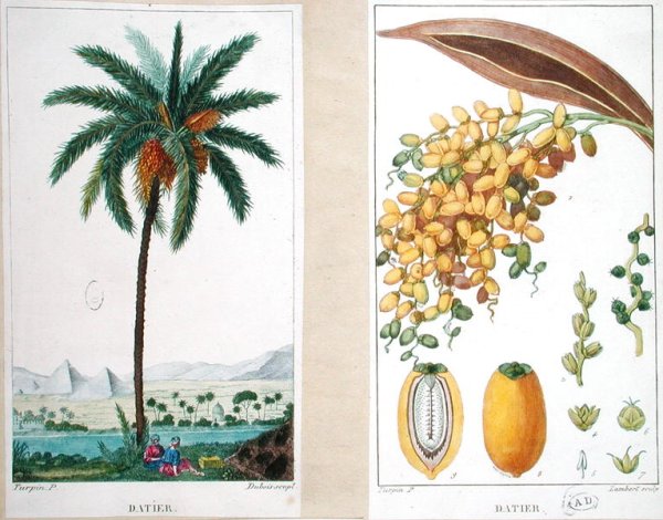 Date tree and fruit,early nineteenth century