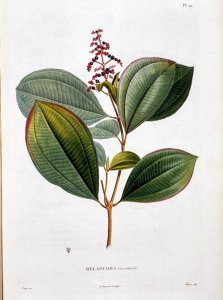 Melastoma racemosa, engraved by Bouquet, plate 27 from Part VI of Voyage to Equinoctial Regions of the New Continent by Friedrich, Baron von Humboldt 1769-1859 and Aime Bonpland 1773-1858 pub. 1806