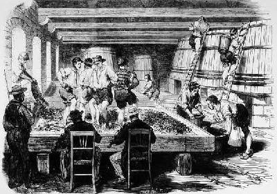 Treading the Grapes from The Wine-Harvest in the Bordelais