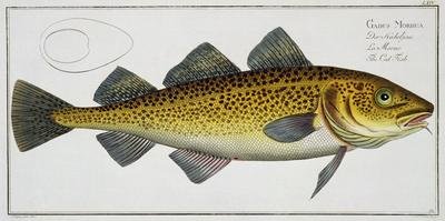 Cod Gadus Morhua