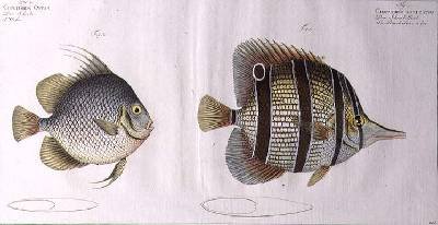Orb fish