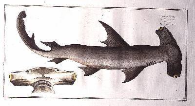 Hammerhead Shark Balance Fish