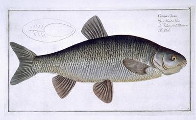 Chub Cyprinus Jeses