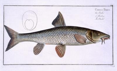 Barbel Cyprinus Barbus