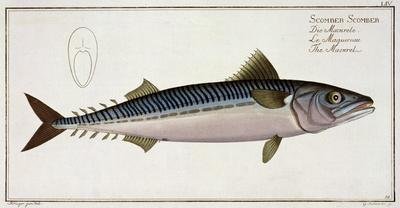Mackerel Scomber Scomber