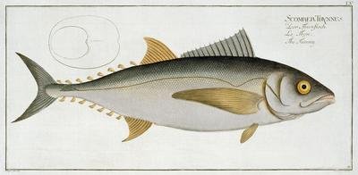 Tuna Scomber Thynnus