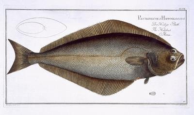 Halibut Pleuronectes Hippoglossus