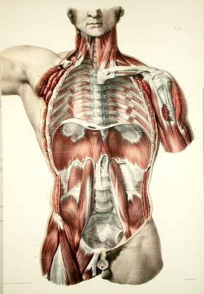Flayed torso