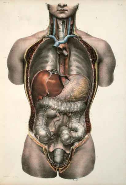 Internal organs