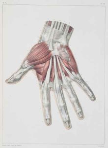Musculature of the hand