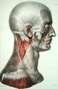 Musculature of the face