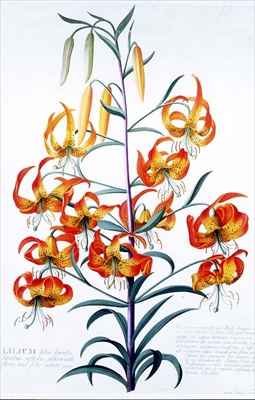 TigerLily
