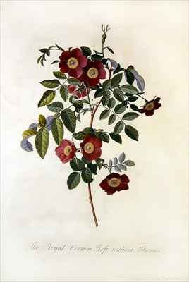 Rose without thorns