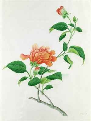 Hibiscus