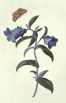 Canterbury Bell