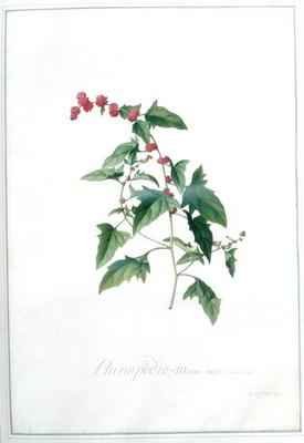 Chenopodio Morus major Boerk Ind