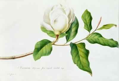 Magnolia 3