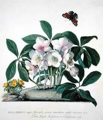 Helleborus Niger