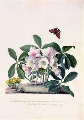 Christmas Rose Helleborus niger and Winter Aconite Eranthis hyemalis
