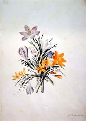Crocus bunch