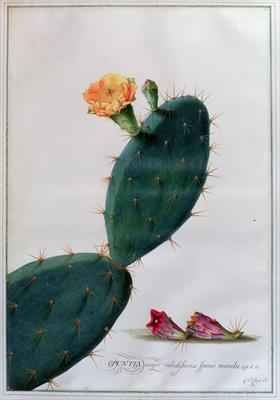 Opuntia major validissimis spinis munita InftRH