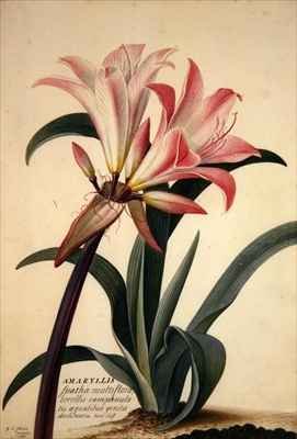 Amaryllis Belladonna