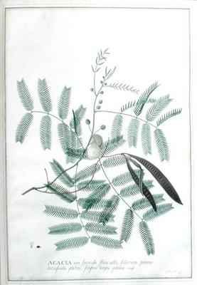 Acacia non spinosa flore albo foliorum pinnis latiusculis glabris filiquis longis planis Houst