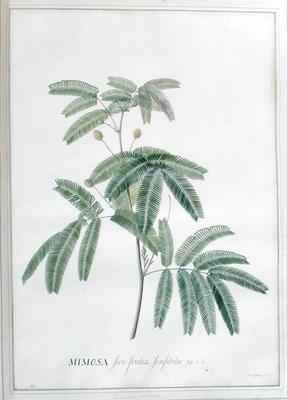 Mimosa