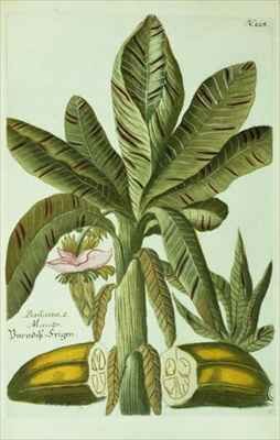 Banana