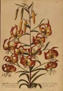 American Turkscap Lily from Plantae Selectae