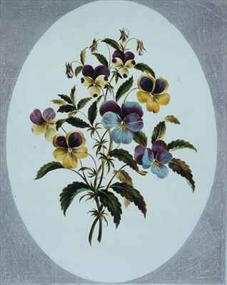 Heartsease varieties