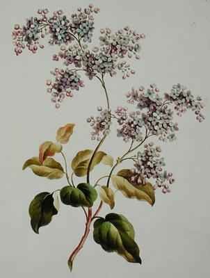 Scotch Lilac