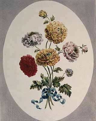 Persian Ranunculus