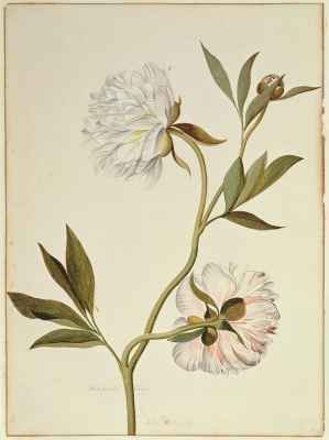 White Double Peony