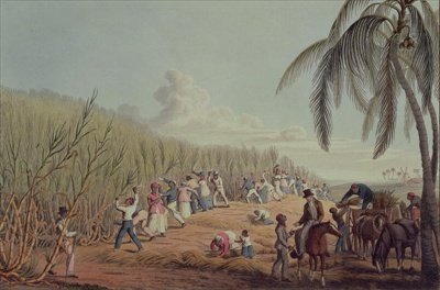 Slaves Fell the Ripe Sugar Antigua