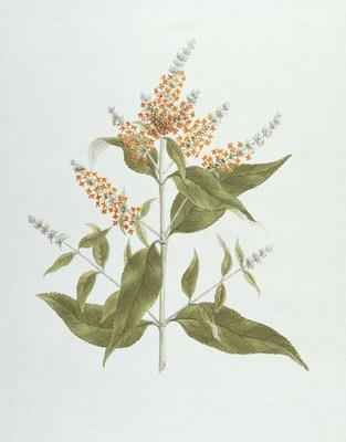Umtar (Buddleia polystachya)