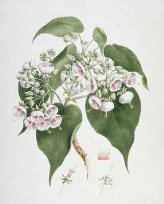 Walkuffa No.5 Dombeya torrida