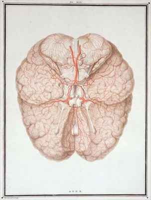 The Brain, from 'Traite d'Anatomie de Cerveau'