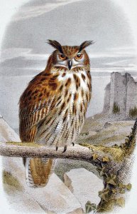 Eurasian Eagle Owl Bubo Bubo