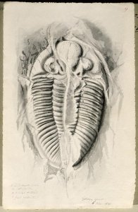 Trilobite from Golden Grove, 6th November 1841