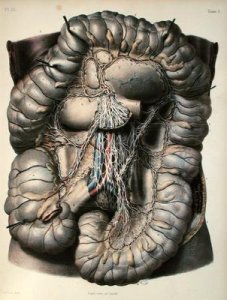 The nerves of the large intestine