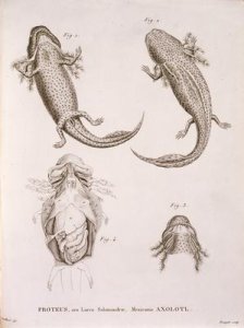 Proteus Salamander Mexican Axolotl