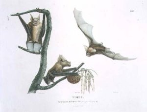 Rhinolophus Crumeniferus a Horseshoe Bat