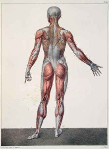 Anatomy of the human body