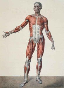 Anatomy of the human body 2