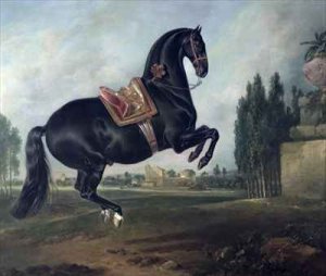 A black horse performing the Courbette 2