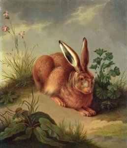 Hare